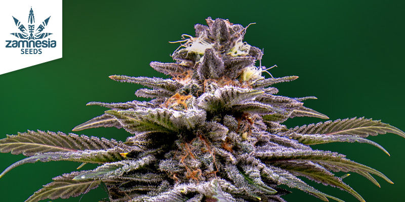 jealousy-cannabis-strain-review-information-zamnesia